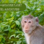 albino-monkey.net travel archives